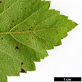 SpeciesSub: var. viburnifolia